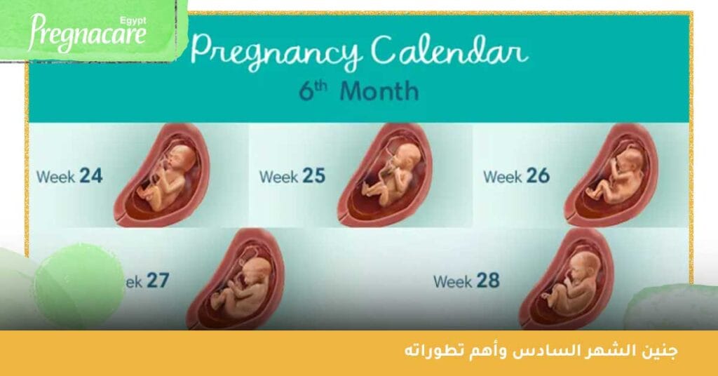 جنين الشهر السادس بالصور وأهم تطوراته