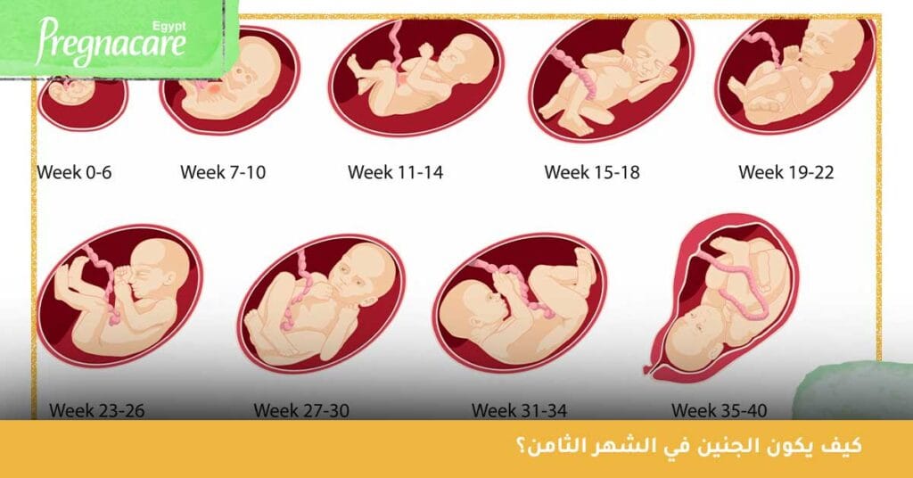 كيف يكون الجنين في الشهر الثامن؟