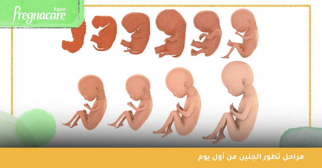 مراحل تطور الجنين من أول يوم واعراض الحمل الاسبوع الثالث