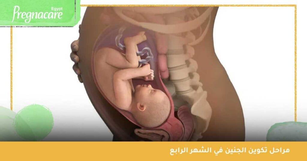 ما هي مراحل تكوين الجنين في الشهر الرابع، وما تشعر به الأم؟