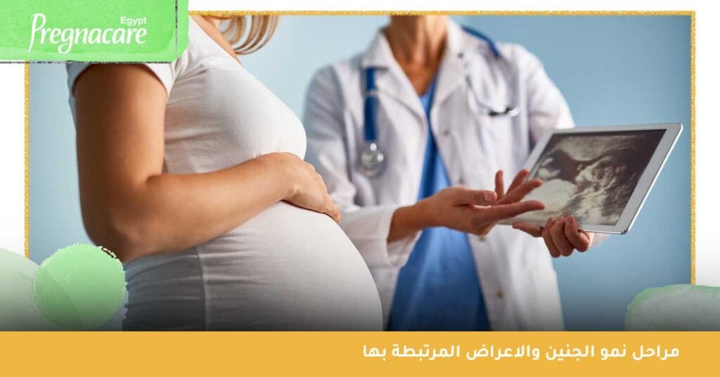 ما هي مراحل نمو الجنين والاعراض المرتبطة بها؟