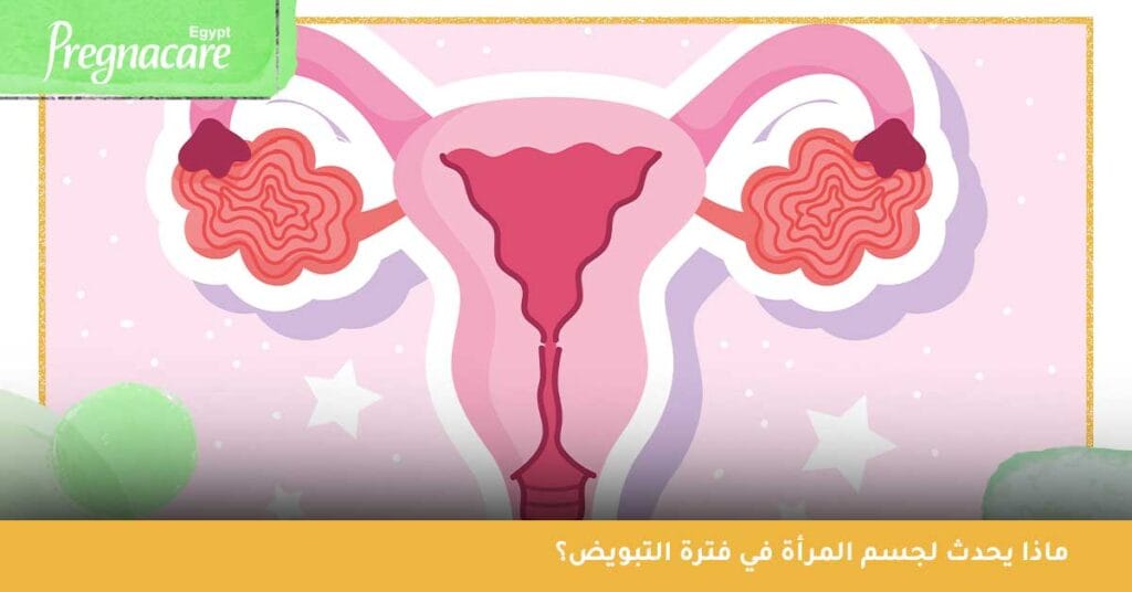 ماذا يحدث لجسم المرأة في فترة التبويض؟